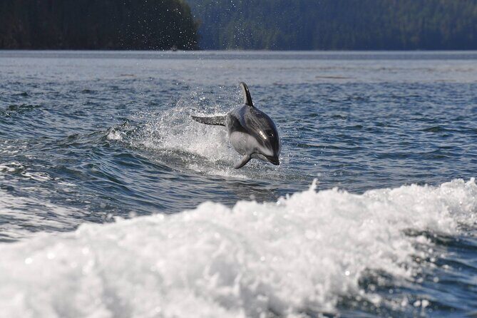 Covered Boat Whale Watching 6-Hour Tour from Campbell River - Should You Book This Campbell River 6-Hour Whale Watching Cruise?