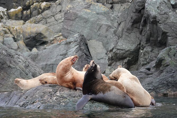 Covered Boat Whale Watching 6-Hour Tour from Campbell River - Cape Mudge Lighthouse and Quadra Island: A Scenic Route That Adds Texture