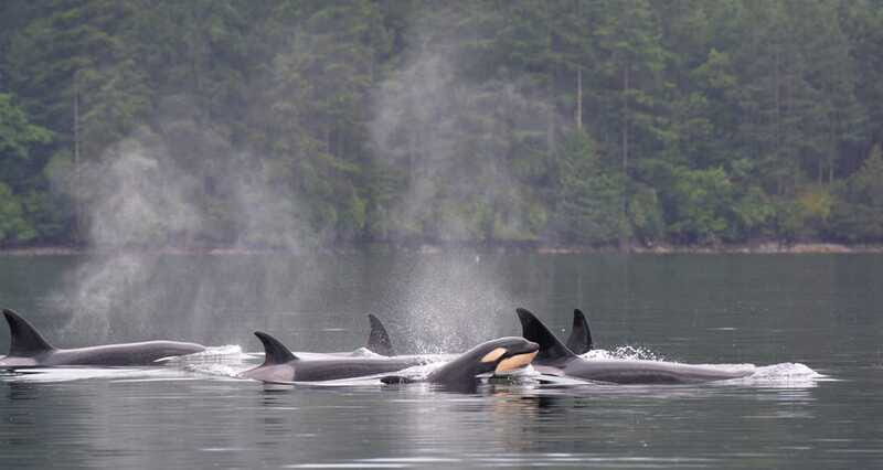 Cowichan Bay: Half-Day Whale & Wildlife Adventure - Gear up for the cold: what’s included and what you still need
