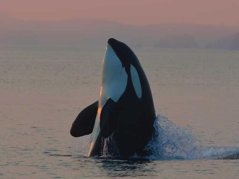 Cowichan Bay: Half-Day Whale & Wildlife Adventure - Price and value at about $155 per person
