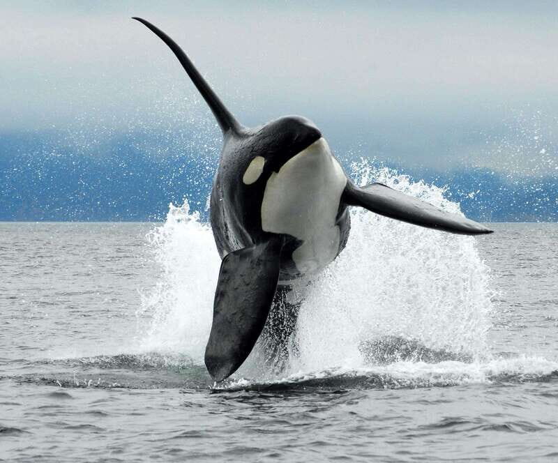 Cowichan Bay: Half-Day Whale & Wildlife Adventure - Who this half-day adventure fits best