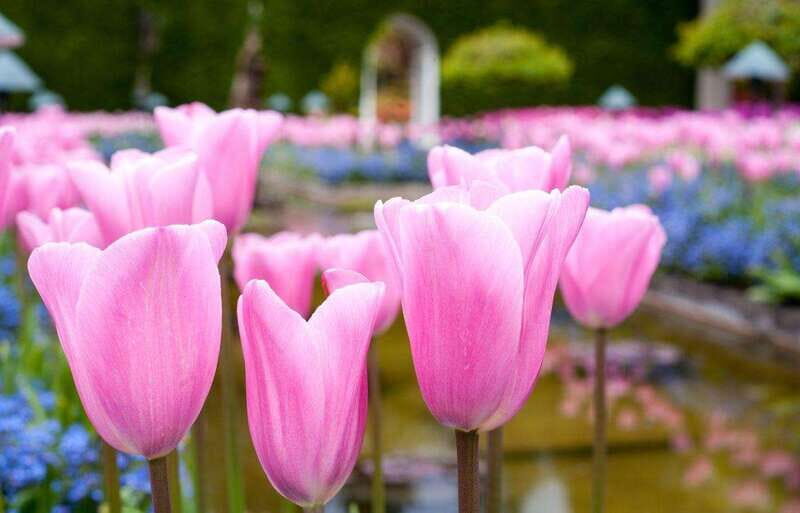 Day Trip from Vancouver to Victoria and Butchart Gardens - Hotel pickup and coach timing: why this tour can feel long
