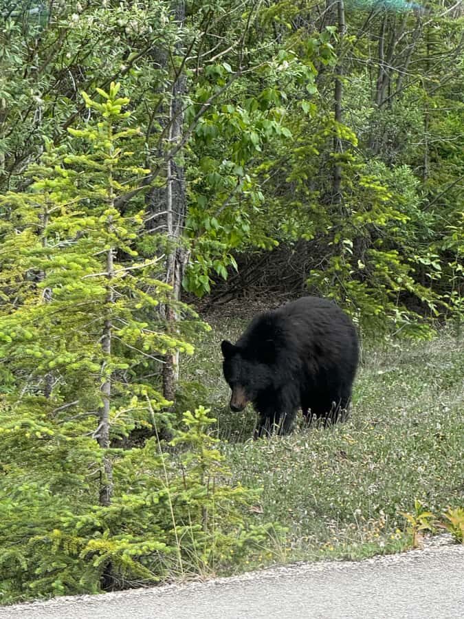 Day Trip to Jasper + Banff with picnic and drinks - Sunwapta Falls and Tangle Creek Falls: Two Water Stops, Very Different Moods