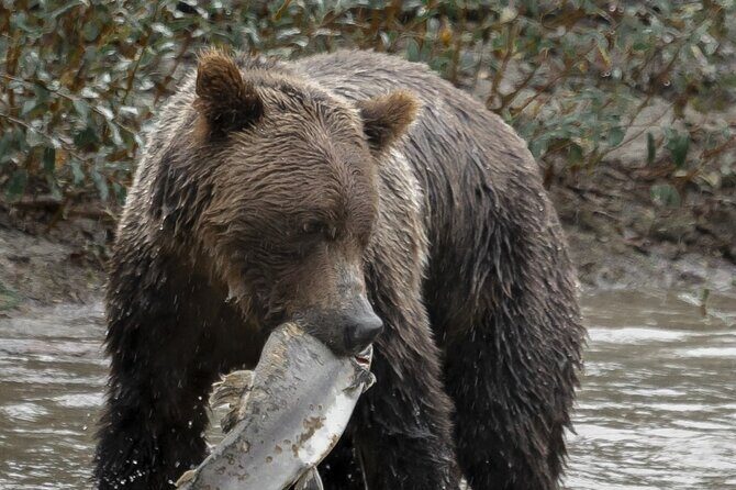 Deluxe Grizzlies and Culture Tour in Campbell River - Key Highlights You’ll Care About