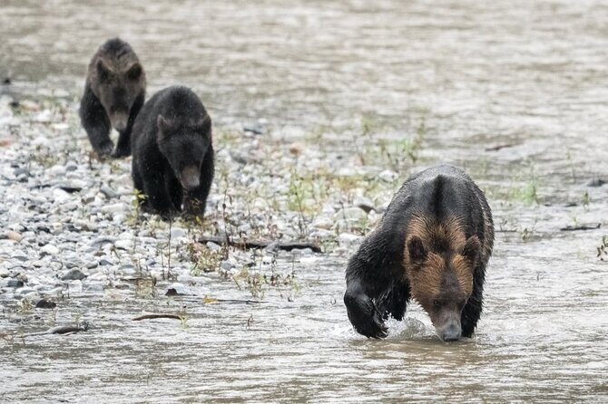 Deluxe Grizzlies and Culture Tour in Campbell River - Getting There and How the Schedule Moves