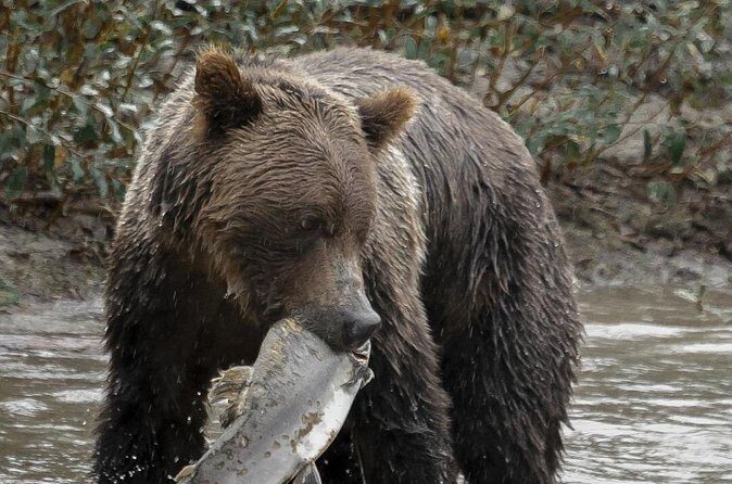 Deluxe Grizzlies and Culture Tour in Campbell River - Aupe (Church House): A Quiet Fishing Village With Real Meaning