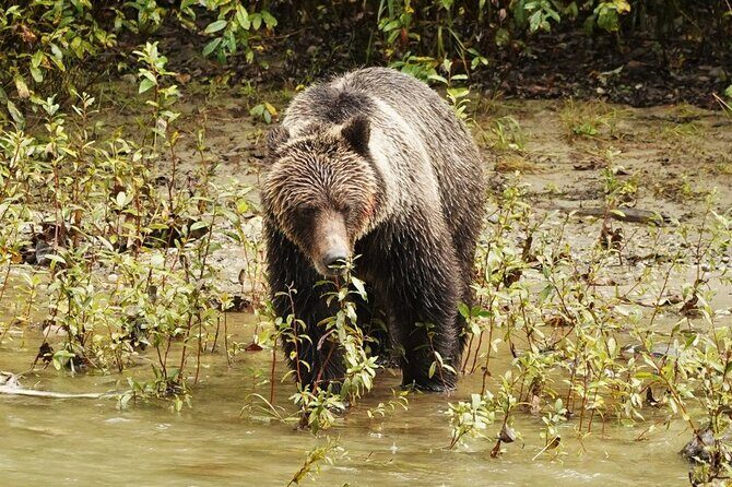 Deluxe Grizzlies and Culture Tour in Campbell River - When the Animal Show Includes Whales and Orcas