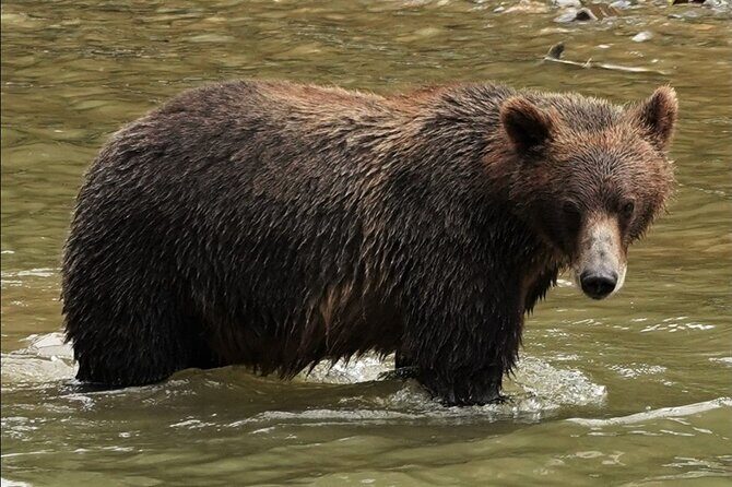 Deluxe Grizzlies and Culture Tour in Campbell River - Salish Sea Boat Ride: Comfort First, Wildlife Second