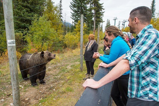 Discover Grizzly Bears from Banff - Timing, Comfort, and Group Size on a 10-Hour Day