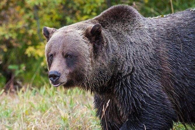 Discover Grizzly Bears from Banff - Morning Pickup: Getting Started at 8:30 AM (Then Actually Enjoying the Day)