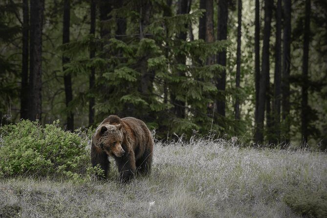 Discover Jasper and its Wildlife - Jasper National Park at Night: What This Tour Really Delivers