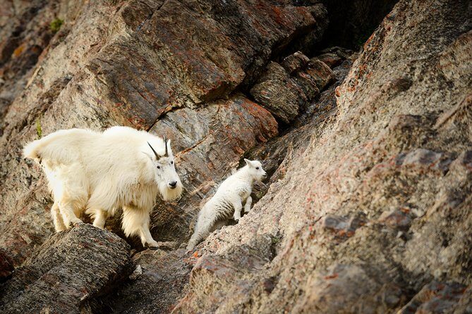 Discover Jasper and its Wildlife - The Guide Factor: Why Narration and Direction Matter