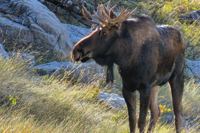Discover Jasper and its Wildlife - The Athabasca Valley Drive: Where the Chances Improve
