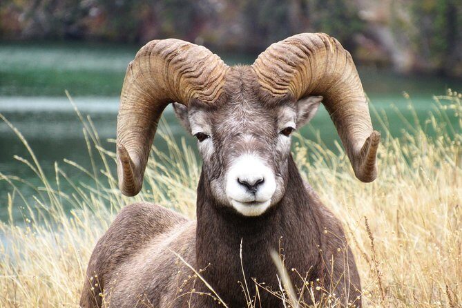 Discover Jasper and its Wildlife - Price and Value: Is $67.91 Worth It?