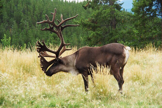 Discover Whitehorse with Northern Lights and Yukon Wildlife Tour - Northern Lights viewing: three chances with AuroraCentre-style warmth