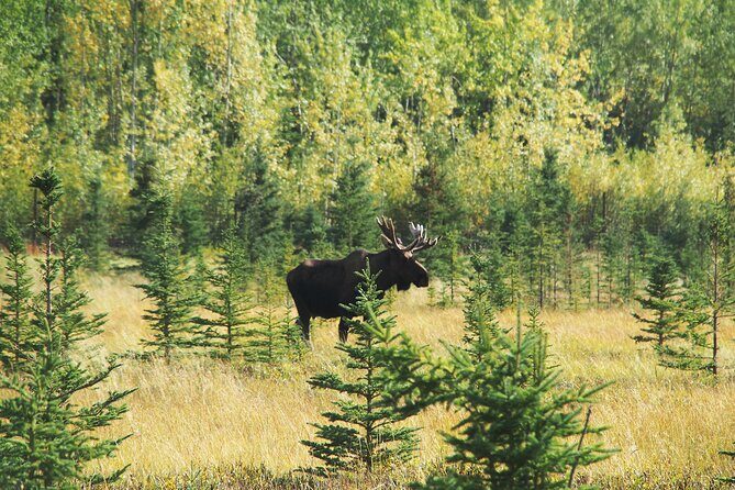 Discover Whitehorse with Northern Lights and Yukon Wildlife Tour - Day 3: free time in Whitehorse, then a second Northern Lights push