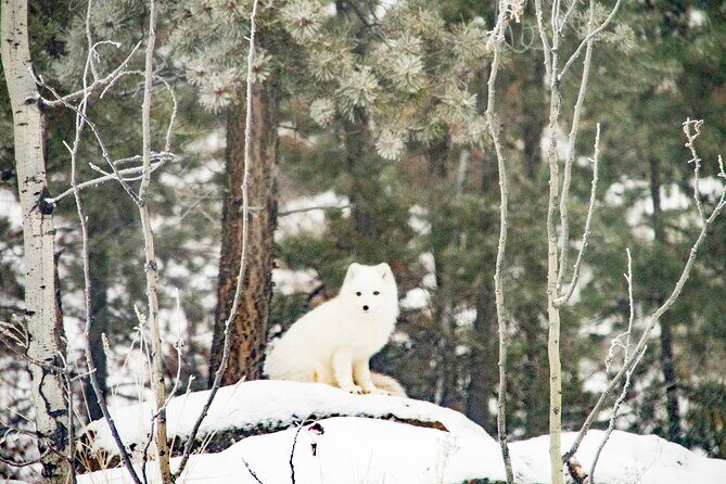 Discover Whitehorse with Northern Lights and Yukon Wildlife Tour - Price and value: what $807.65 per person is really paying for