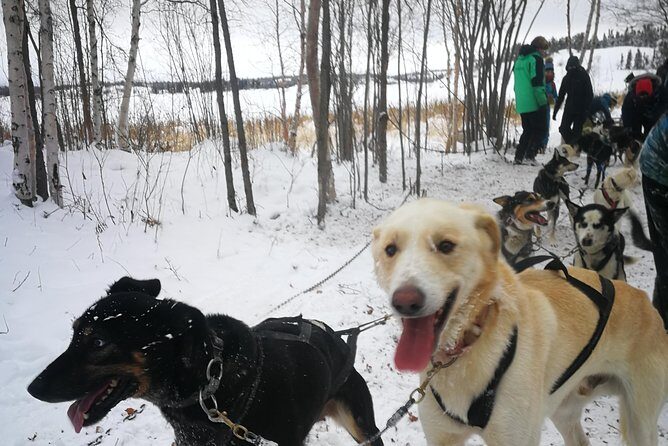 Dog Sledding - Yellowknife Dog Sledding That Feels Like a Family Visit