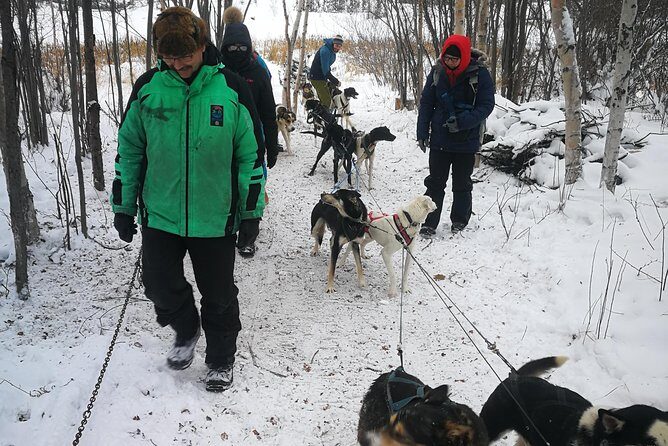 Dog Sledding - Pickup and Timing Inside Yellowknife: Simple, But Don’t Be Late