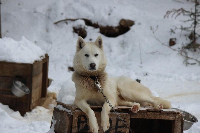 Dogsled Diable Adventure in Mont-Tremblant - First Steps: Meeting Point, Timing, and How Safety Gets You Moving