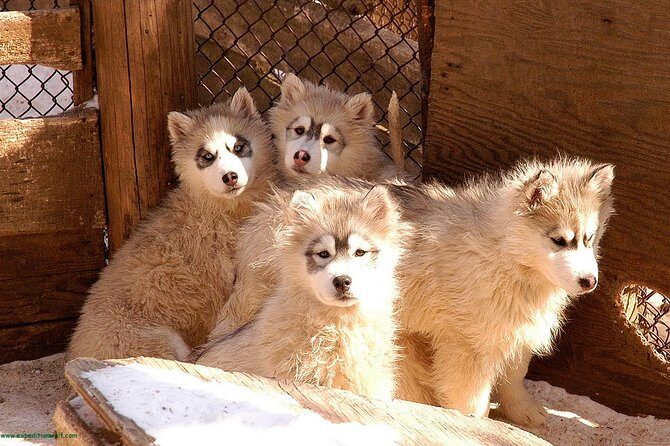 Dogsled Diable Adventure in Mont-Tremblant - The Trail Experience: Views, Technique, and Why Guides Matter