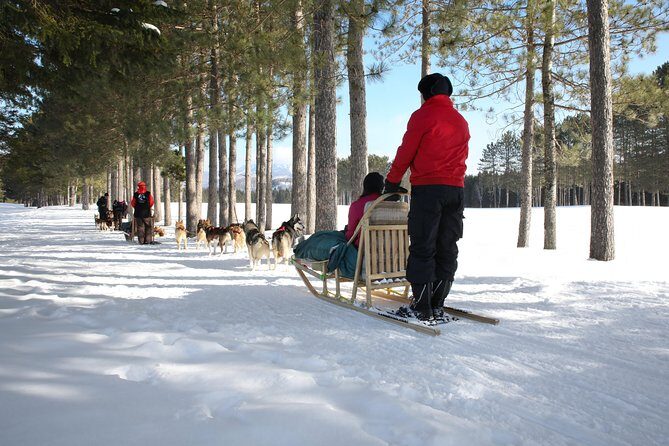Dogsled Diable Adventure in Mont-Tremblant - Who This Is Best For (and Who Might Want a Different Activity)