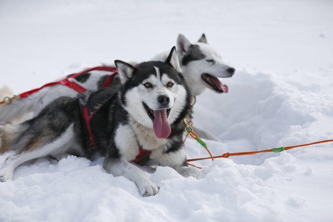 Dogsled Diable Adventure in Mont-Tremblant - Weather, Warmth, and the Stuff You Should Plan Like a Pro