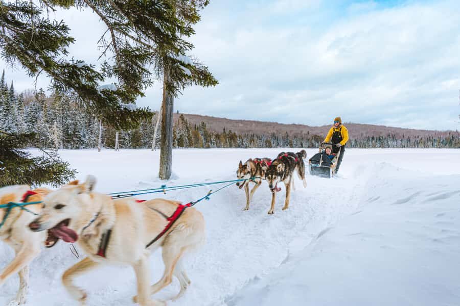 Dogsledding Upper Laurentians near Mont-Tremblant - The 1-Hour Sled Experience: How Riding Works and What You’ll Do