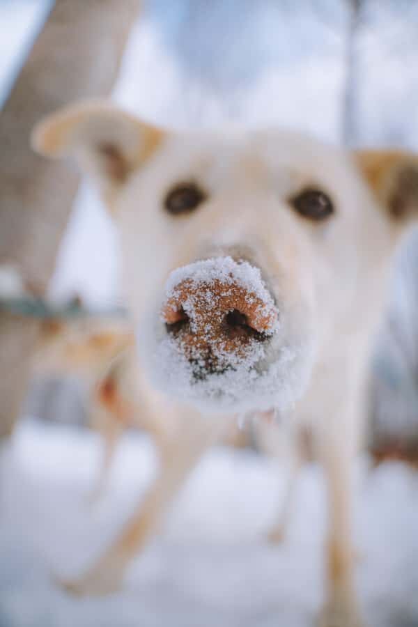 Dogsledding Upper Laurentians near Mont-Tremblant - Price and Value: Is $185 per Person Fair Here?