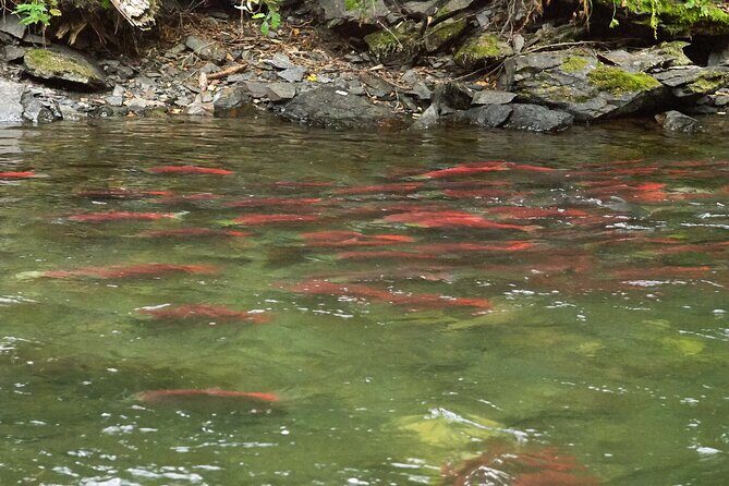 E-Bike Salmon Adventure - Mission Creek Regional Park: where you actually look for Kokanee