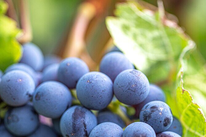 East Kelowna Full Day Guided Wine Tour With 5 Wineries - Stop 6: The View Winery in a 1920s Vintage Building