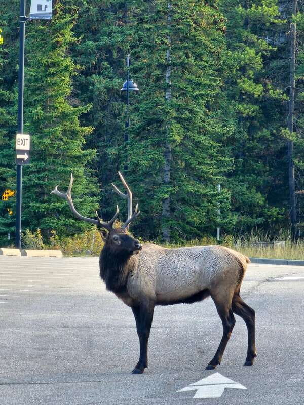 Emerald Lake, Lake Louise, Johnston Canyon & Banff Tour SUV - Lake Louise: 80 minutes to walk, look, and breathe