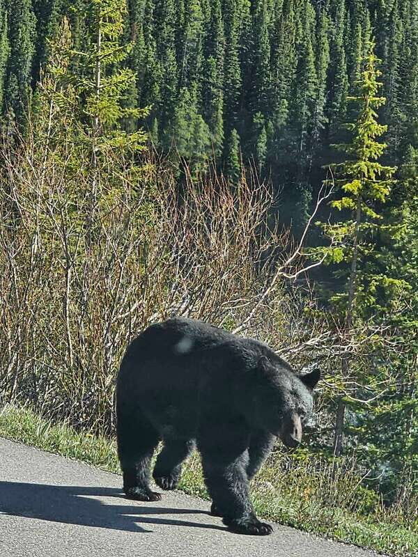 Emerald Lake, Lake Louise, Johnston Canyon & Banff Tour SUV - Lunch and shopping break: a needed reset, not a rushed pit stop