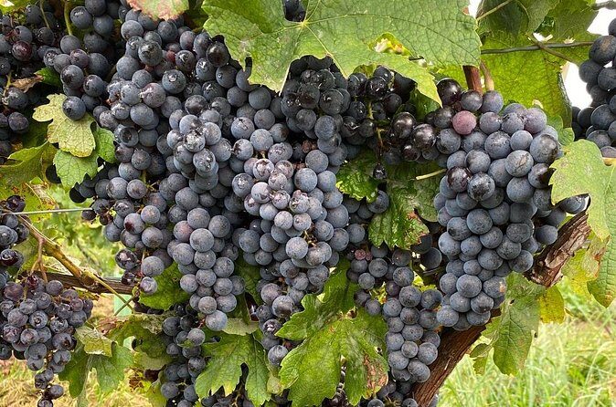 Epic Wine and Waterfall Tour - Falls on the drive: getting oriented fast