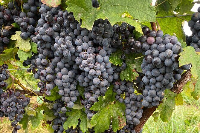 Epic Wine and Waterfall Tour - The Floral Clock: a quick win along the way
