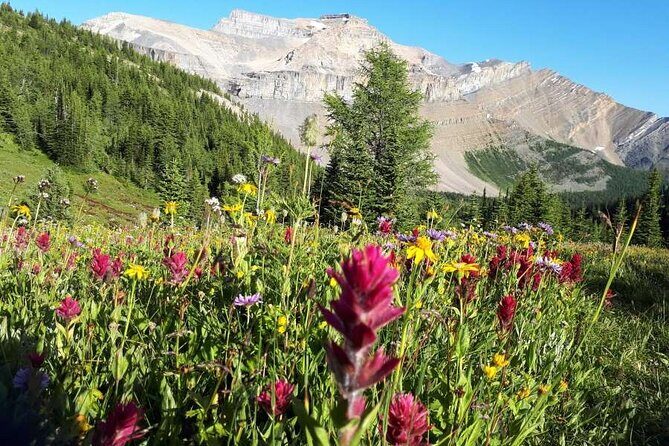Exclusive Skoki Backcountry Guided Hiking in Lake Louise with Van Shuttle - Key highlights at a glance