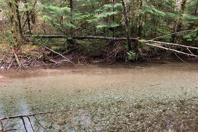 Experience the Beauty of Vancouver’s Forests by Bike/E-Bike - The picnic lunch stop: a real breather, not a tourist sandwich