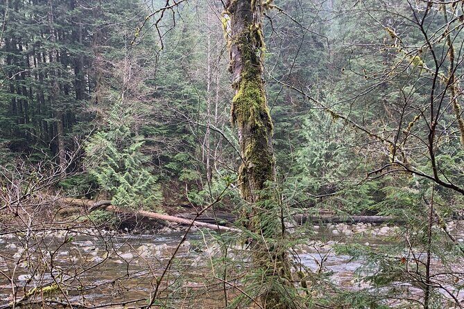 Experience the Beauty of Vancouver’s Forests by Bike/E-Bike - Riding style, group size, and what to expect in a 6-person tour