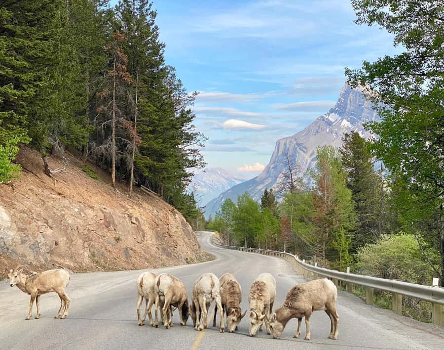 Explore Banff National Park & Lake Louise Day Trip - Pickup, Ride Comfort, and How the Day Really Starts