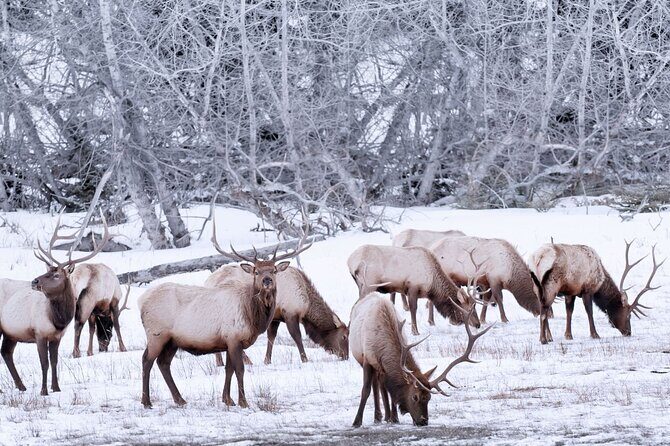 Explore Banff + Wildlife - Bow Falls: where the Bow River steals the show
