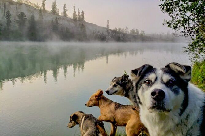 Fall Color Tour in Yukon from Whitehorse - Day 2: Harness Up, Then a Wildlife Preserve Walk