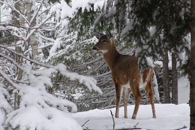 Fire Man Guided Snowshoe Tour in Mont-Tremblant - Value For Money: Is $66.55 Worth It?