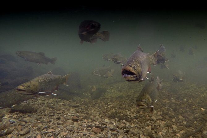Fly Fishing Guided Experiences - Meet at 11 Riverside Dr, Morell: The Start of Your Session
