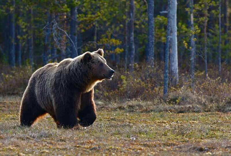 From Banff: Banff Wildlife & Scenic Highlights Premium Tour - Pickup in Banff: where you meet and how the timing works