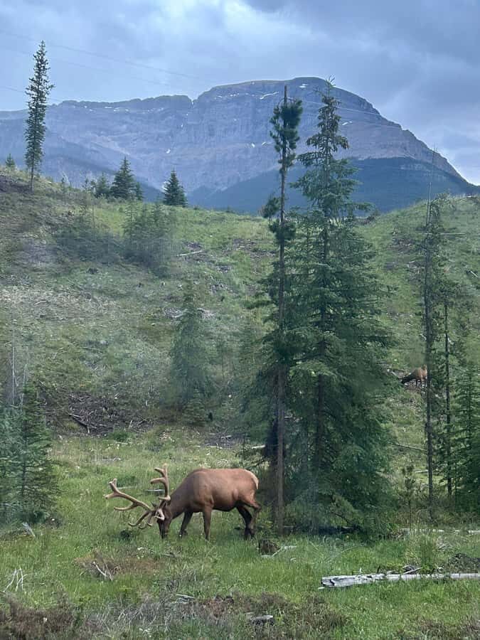 From Banff: Scenic Icefields Parkway Premium Guided Day Tour - The guide factor: stories, crowd sense, and who you get on the day