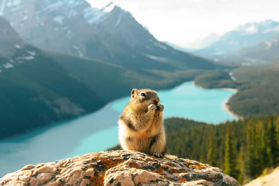 From Banff: Scenic Icefields Parkway Premium Guided Day Tour - Why the Icefields Parkway feels easier with a premium guide
