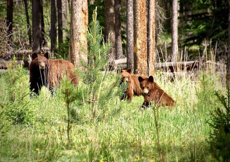 From Banff: Scenic Icefields Parkway Premium Guided Day Tour - From Banff Train Station to the first scenic viewpoints