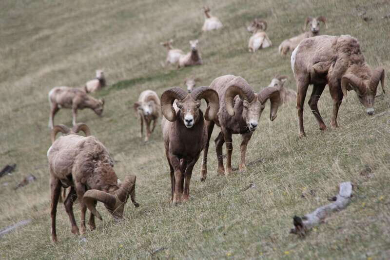 From Banff: Sunset Lake Louise, Moraine Lake & Wildlife Tour - Bow Valley Parkway at dusk: how the guide boosts wildlife-spotting odds