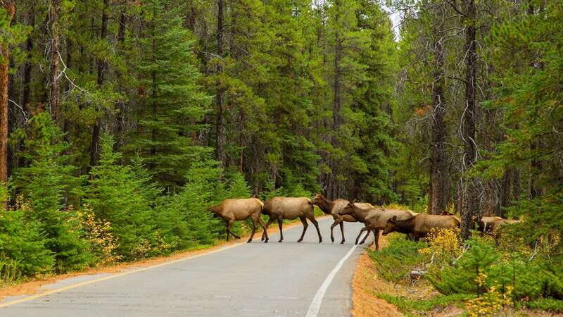 From Banff: Sunset Lake Louise, Moraine Lake & Wildlife Tour - Should you book this Banff sunset lakes and wildlife tour?