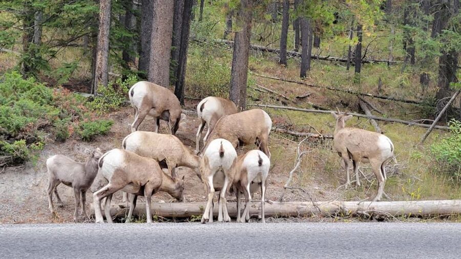 From Calgary to Banff: Day Trip with Wolfdog Sanctuary Visit - Banff National Park viewpoints: quick scenic hits, not a hike marathon